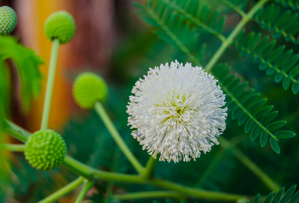 Apoteca Natura